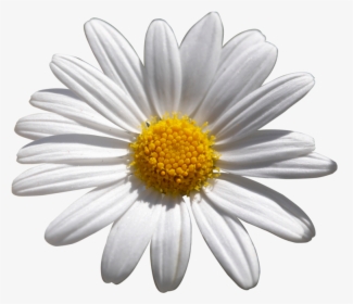 Common Daisy Flower Shasta Daisy African Daisies - Common Daisy, HD Png Download, Free Download