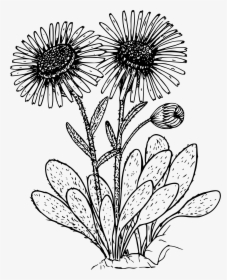 Kern Daisy Clip Arts - Daisy Plant Black And White, HD Png Download, Free Download