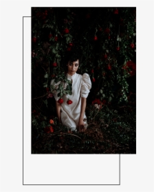 Contact Image - Garden Roses, HD Png Download, Free Download