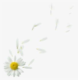 Daisy Flower Petals Png, Transparent Png, Free Download