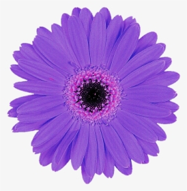 Daisy Purple Transparent Images - Purple Gerbera Daisy Png, Png Download, Free Download