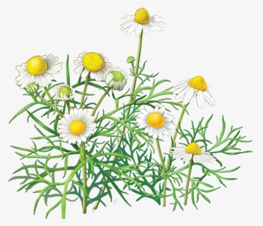 Camomile Png Image, Free Flower Picture - Chamomile Transparent Background, Png Download, Free Download