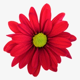 Click To Enlarge Image Red Daisy Atlantis Red - Red Daisy Png, Transparent Png, Free Download