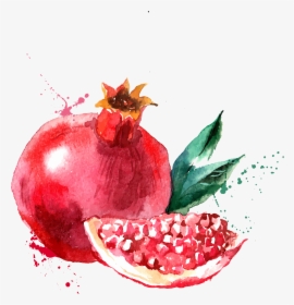 Pomegranate Watercolor Painting, HD Png Download, Free Download
