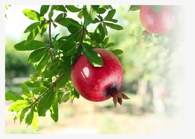 Use Of Pomegranate - Mahogany Tree Fruit Price In India, HD Png Download, Free Download