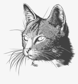 Black And White Cat Drawing Png, Transparent Png, Free Download