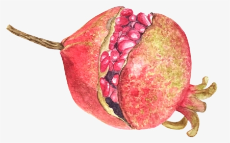 Pomegranate, Fruit, Watercolor, Food - Pitaya, HD Png Download, Free Download