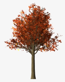 Transparent Autumn Trees Png, Png Download, Free Download