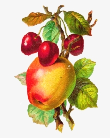 Antique Images Free Fruit - Apple Fruit Vintage Png, Transparent Png, Free Download