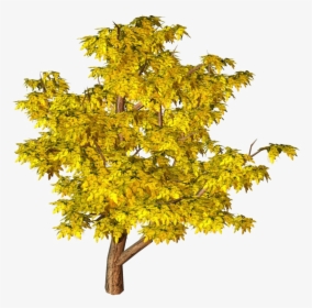 Autumn Tree Png Image - Tree Png Hd Background, Transparent Png, Free Download