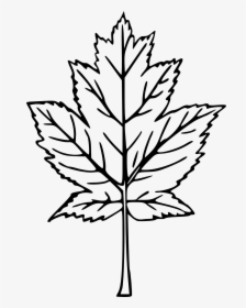 Drawn Maple Leaf Transparent - Maple Leaf Drawing Png, Png Download, Free Download
