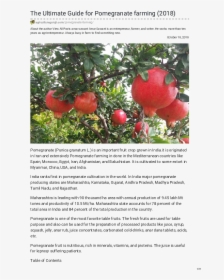 Transparent Anar Juice Png - Boron Deficiency In Pomegranate, Png Download, Free Download