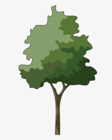 Branch Japanese Maple Tree Clip Art - Trees In Elevation Png, Transparent Png, Free Download