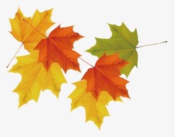 Maple Leaf Autumn - Autumn Leaf Clipart, HD Png Download, Free Download