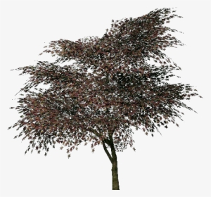 Japanese Trees Png - Japanese Pine Tree Png, Transparent Png, Free Download
