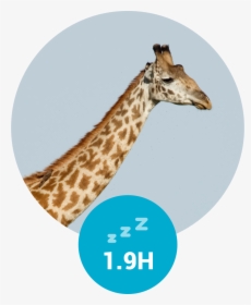 Hours Of Sleep For A Giraf - Giraffidae, HD Png Download, Free Download