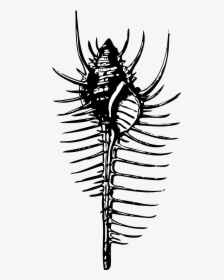 Venus - Murex Diagram, HD Png Download, Free Download