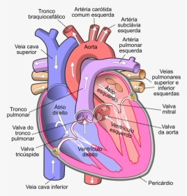 Human Body Heart, HD Png Download, Free Download
