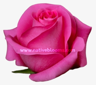 Pink Rose PNG Images, Free Transparent Pink Rose Download , Page 4 