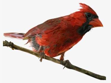 Cardinal - Northern Cardinal, HD Png Download, Free Download
