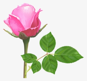 Light Pink Rose, Pink Rose Flower, Pink Roses, Rose - Single Pink Rose Flowers, HD Png Download, Free Download