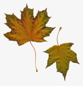 Transparent Maple Leaves Png - Klevo Lapai Png, Png Download, Free Download