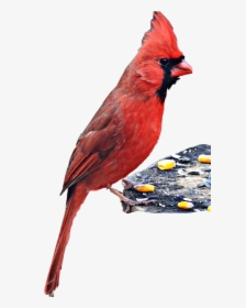Transparent Cardinal Bird Png - Northern Cardinal, Png Download, Free Download