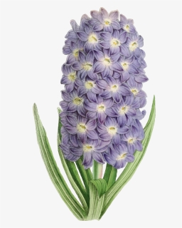 Hyacinth,plant,flower - Orquudea Moldura Fundo Transparente, HD Png Download, Free Download
