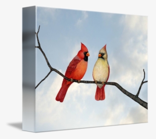 Transparent Cardinal On Branch Clipart - Northern Cardinal, HD Png Download, Free Download