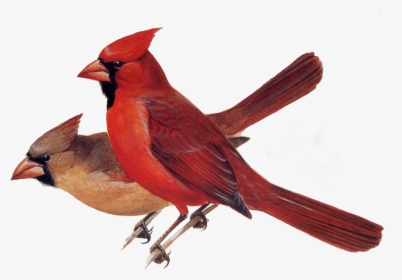 Peterson Field Guide To Birds, HD Png Download, Free Download