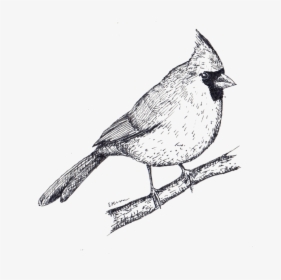 Cardinal, HD Png Download, Free Download