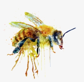 Bees Transparent Watercolor - Watercolor Paintings Of Bees, HD Png Download, Free Download