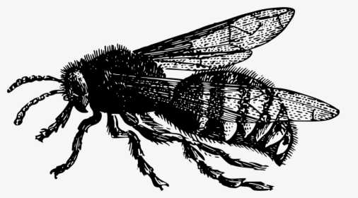 Basic Bee - Vintage Png Bee, Transparent Png, Free Download