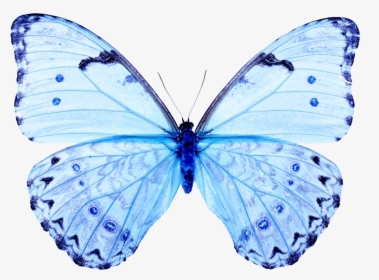 White Butterfly White Butterfly Papilio Ulysses T-three - Light Blue Butterfly Png, Transparent Png, Free Download