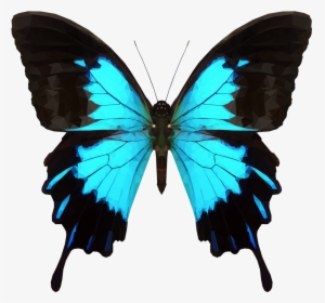 Transparent Butterfly Transparent Png - Blue Black And White Butterflies, Png Download, Free Download