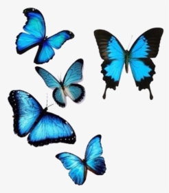 Blue, Butterflies, And Png Image - Butterfly, Transparent Png, Free Download