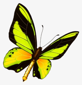Hd Beautiful Colorful Butterfly Png - Kelebek Boyama Renkli, Transparent Png, Free Download
