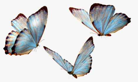 Flying Butterfly Transparent - Butterfly Png, Png Download, Free Download