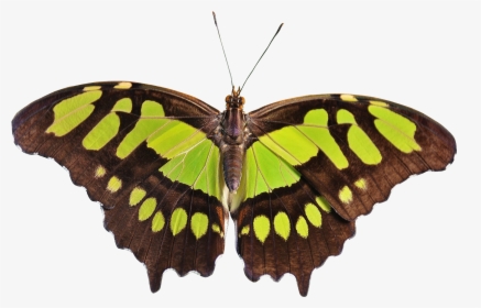 Swallowtail-butterfly - Butterfly Png, Transparent Png, Free Download
