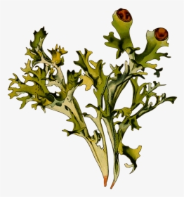 Herbal, Iceland Moss, Lichen, Medicinal, Medicine, - Iceland Moss Png, Transparent Png, Free Download