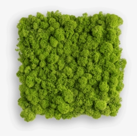 Reindeer Moss Picture - Moss, HD Png Download, Free Download