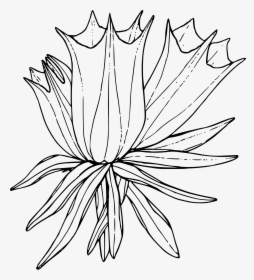 Arctic Flower Cliparts - Transparent Background Flower Sketch Png, Png Download, Free Download