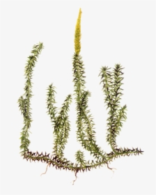 Common Club Moss, HD Png Download, Free Download