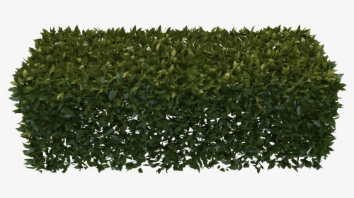 Png Hedges Pic - Box Hedge Png, Transparent Png, Free Download