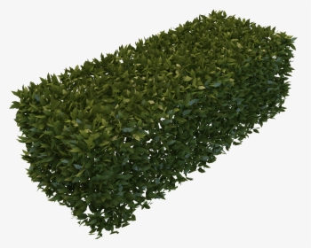 Background Transparent Hedges - Hedges With No Background, HD Png Download, Free Download