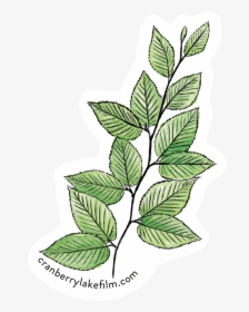 Cranberrylake Sticker Birch - Plant Stem, HD Png Download, Free Download