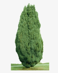 Cypress Tree - Cypress Tree Transparent Background, HD Png Download, Free Download