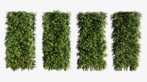 Hedge, HD Png Download, Free Download