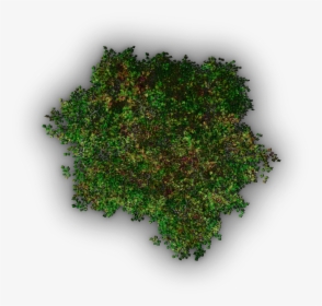 08 721k Tree Jrl8a - Red Tree Png Top View, Transparent Png, Free Download