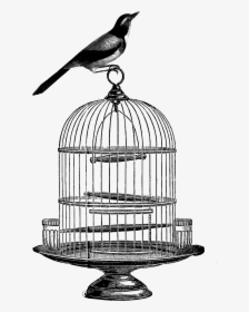 Vector Transparent Birdcage Clip Art - Vintage Bird Cage Drawing, HD Png Download, Free Download